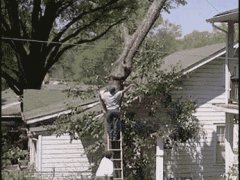 Дерево отомстило