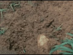 Лягушка - каннибал