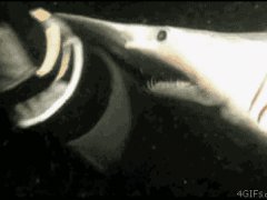 Челюсти акулы
