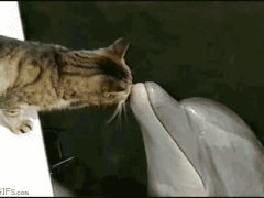 Дружба кошки и дельфина