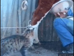 Кошка пьёт молоко