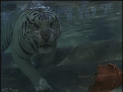 Тигр забирает мясо под водой