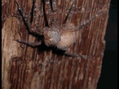 Линяющий паук