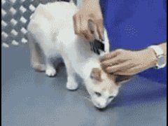 Как парализовать кошку