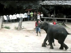 Дарст от слоника