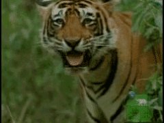 Улыбка тигра