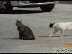 Уличные драки кошек