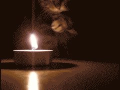 Играющая с огнем кошка