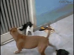 Одна кошка защитилась от двух собак