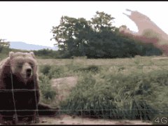 Приветствие от медведя