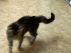 Котенок отбивается на задних лапках