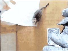 Прыжок кошки в замедленном действии
