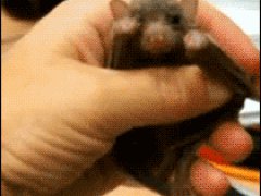 Зевающая летучая мышь