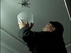 Ловля большого паука
