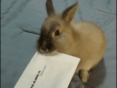 Открывающий письма кролик