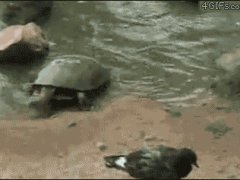 Черепаха быстрее птицы