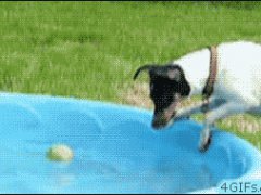 Собака которая боится воды