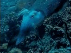 Гипнотическая каракатица