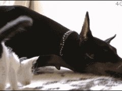 Бесстрашный котенок против добермана