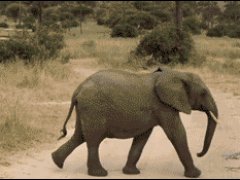Слоник пробежал через дорогу