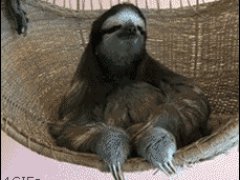 Ленивец расслабляется в гамаке