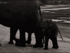 Слоненок засмотрелся