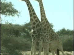 Бой жирафов