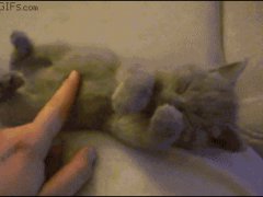 Позитив со спящим котенком