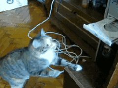 Кошка против дисковода