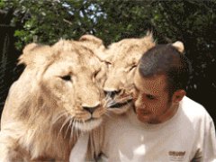 Дружба со львами