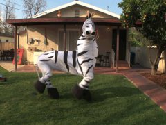 Смешная зебра