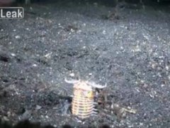 Подводная ловушка