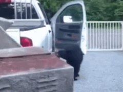 Медведь открывает дверь