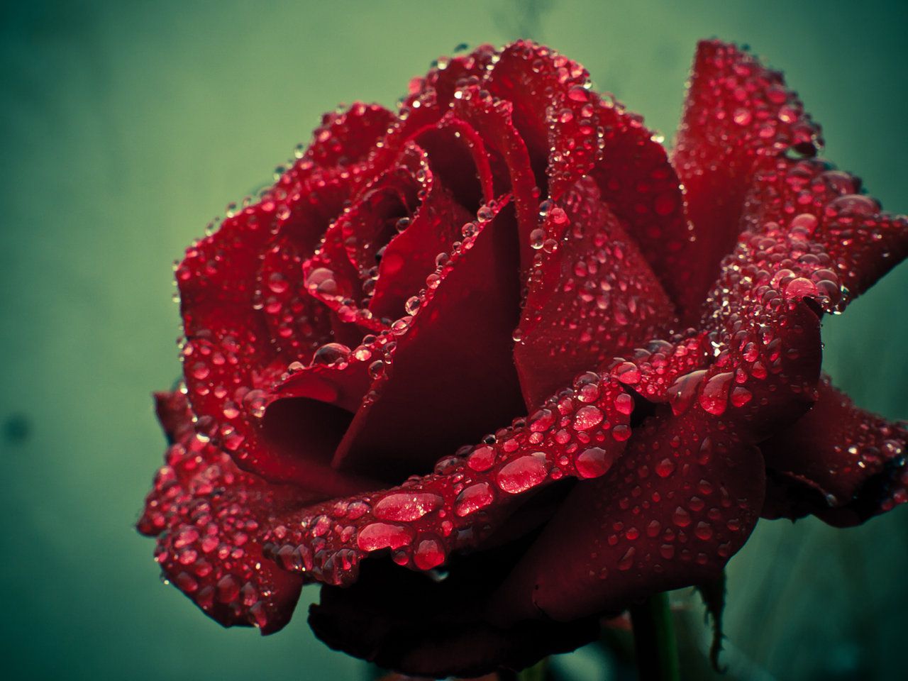 Тёмно-красная роза