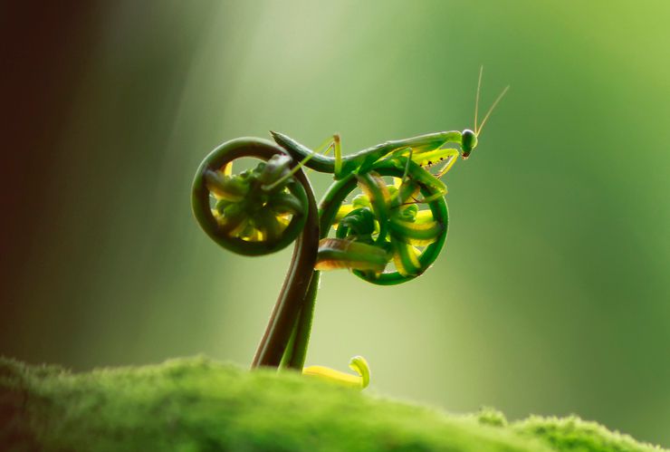 Кузнечик на велосипеде