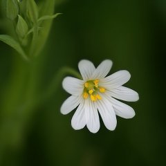 Нежный цветок