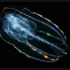 Гребневая медуза