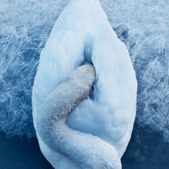 Белый лебедь