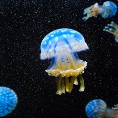 Космическая медуза