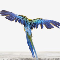 Летящий попугай