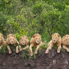 Отдыхающие львы (Танзания)