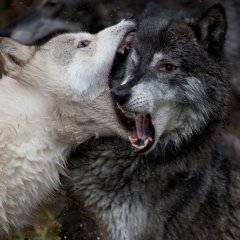 Дерущиеся волки