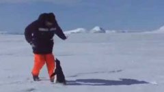 Пингвин нападает на человека