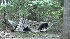 Медведи играются на гамаке