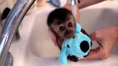Купающаяся обезьянка