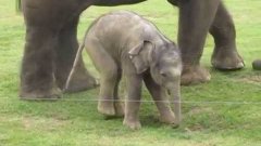 Слонёнок только учится ходить
