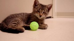 Слепой котёнок играется с мячиком