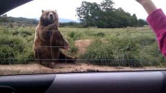 Вежливый медведь машет лапой