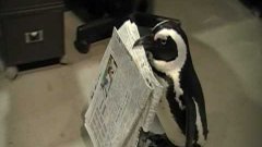 Ручной пингвин приносит газету
