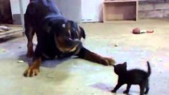 Крошечный котёнок даёт отпор большому псу
